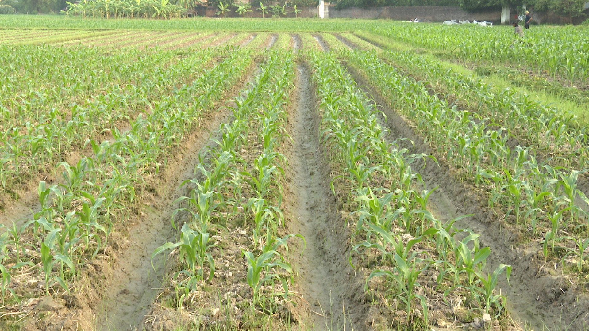 Xã Tân Yên: Đẩy mạnh sản xuất vụ Đông, nhân rộng các mô hình sản xuất tiêu biểu, vùng sản xuất tập trung